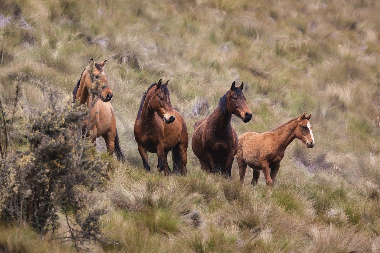 Cavalos garranos previnem incêndios no Parque Natural Sintra-Cascais
